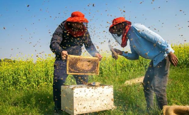 Top Reasons to Use Eucalyptus Honey Daily (Scientifically Proven)