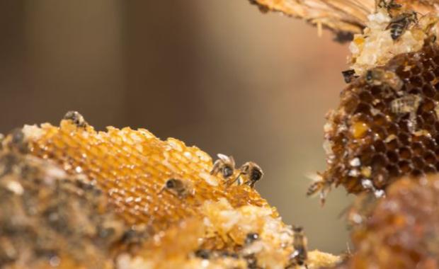 Top 10 Health Benefits of Organic Sunflower Honey